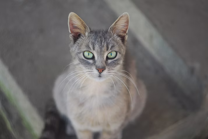 Cat sitter Missoula Charlottesville, Pet sitting Missoula Charlottesville, Pet sitting missoula Charlottesville